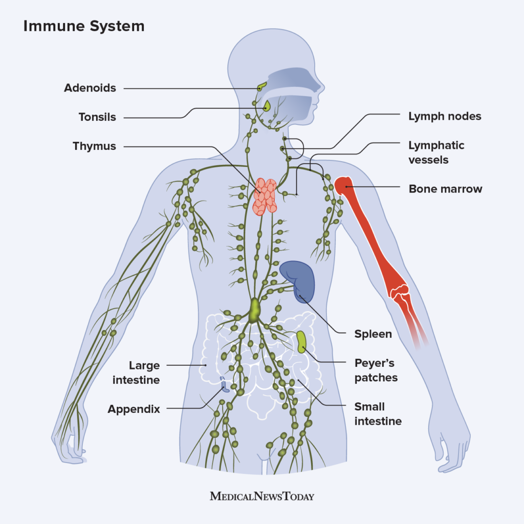 How the Immune System Protects the Body