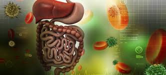 Connection Between Gut Health and Immunity