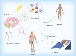 How Chronic Stress Impacts the Brain and Body